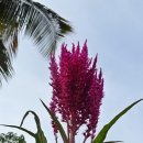 부드러운 색감, 오일 파스텔 이미지