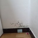 위드제이 | 규조토 탄성코트보다 강력한 ENV 단열 결로방지페인트 위드제이연구소 셀프시공후기