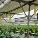 사과랑 고추랑 이미지