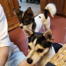 한림동물병원 이미지