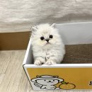 빵떡쿵