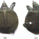 곰팡이 Paecilomyces lilacinus감염 자라의 흰반점병(white spot disease) 이미지