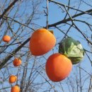 김정자농장 이미지