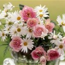 페페로미아 이미지