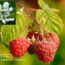 나무딸기 Rubus idaeus var. concolor 이미지