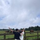 형제목장 | 제주도 가볼만한곳 추천 금오름, 성이시돌목장, 신창풍차해안도로, 사계해안 후기