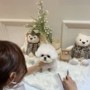 퍼피빌리지 이미지