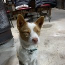 동강할미꽃펜션 이미지