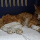 산타클라라동물병원 이미지