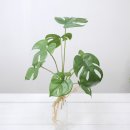 올리브조화 이미지