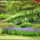 안면도자연휴양림 이미지