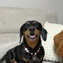 특별한 애견인식표 추천 카네 CANE 강아지목걸이 후기