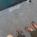 도희목장 | 일상이야기 하모해수욕장 알파카목장 덥디더운 제주도