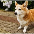 아담스펫 강아지분양 고양이분양 강남점 이미지