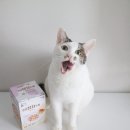 더 스튜 | 고양이음수량 늘려주는 고양이스프 더캣 산양유 크림밀크스튜 급여 후기