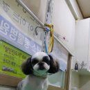 피닉스애견미용 이미지