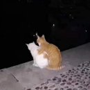 꽃냥이 이미지