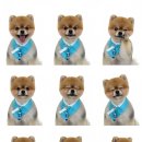 소중하개 이미지