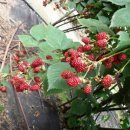 가마골농장 이미지