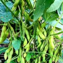 대견농장 이미지