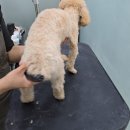 왕왕애견샵 이미지