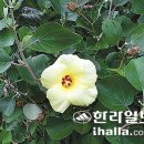 오조리-7 Daum카페