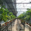 소정농장 | 경기도 파주 딸기농장 체험 예약 아이랑 가볼만한곳 추천