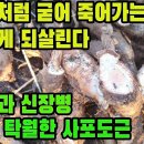 개머루(사포도, 사포도근)―죽어가는 간을 되살리며, 소변이 안나오고 아픈 증상을 치료해 시원한 소변줄기를 갖도록 해주는 놀라운 약초 조 이미지