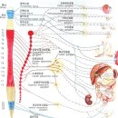 중추.말초신경계의 구조와 기능 및 중추신경계 질환 이미지