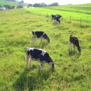 삼민농장 이미지