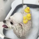 mama 펫살롱 이미지