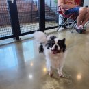 포포 데이케어 이미지