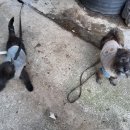 날라리홍