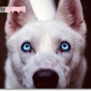 빗질해줄개 이미지