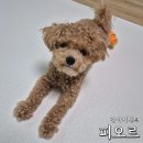 피오르(PIORR) | 말티푸 슬개골 탈구 미끄럼 방지 거실 피오르 강아지매트