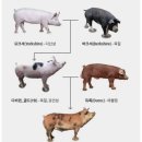 마장동김씨동남지구점 네이버블로그