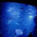 아쿠아리움 이미지