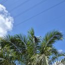 말레이시아-코타키나발루/24.12.18(수) 이미지