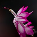 반려식물(홈가드닝) 이미지