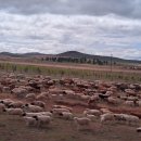 몽골초원에 양과 염소를 같이 키우는이유 이미지