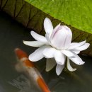 빅토리아 수련과 비단잉어 이미지