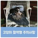 헤어스핑스