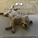 고양이입양소 | [강아지입양]벽지,장판 파괴 방지법, 강아지 입양 전 필수 체크리스트#2