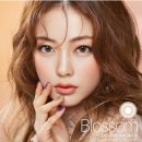 브라운블라썸 이미지