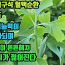 은행나무-혈관이 확장되고 혈관속 기름기가 제거되 뇌와 심장이 젊어진다! 이미지