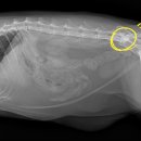 휴동물의료센터 이미지