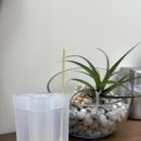 밀스칼프 이미지