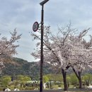 핫셀러 | 🌸 벚꽃 터널 열린 <스타벅스 태화강 국가정원점> 벚꽃뷰 명당에서 🚨 핫 한 신메뉴 후기🍹