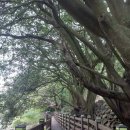 안덕면 감산리 재활용 도움센터 | [제주도 한달살기]서귀포 가볼만한 곳 아름답고 신비한 안덕계곡 (구가의서 촬영지)
