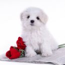 이삭애견훈련소 이미지